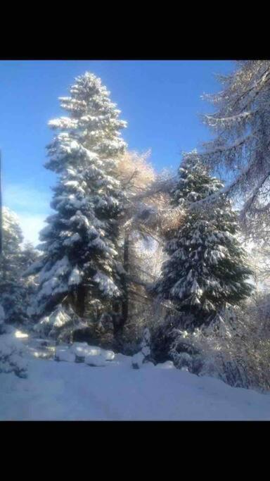The Beeches Studio, Highlands Of Scotland Newtonmore Eksteriør billede